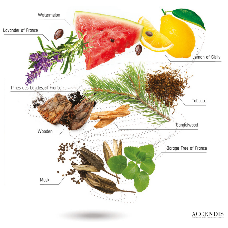 Lucepura – Accendis